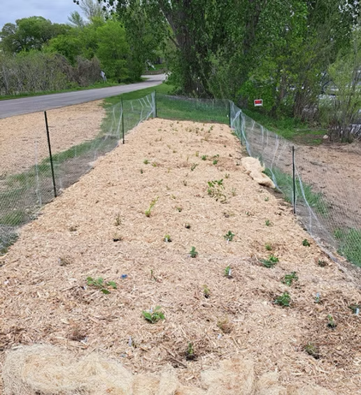 Score Your Shore Garden