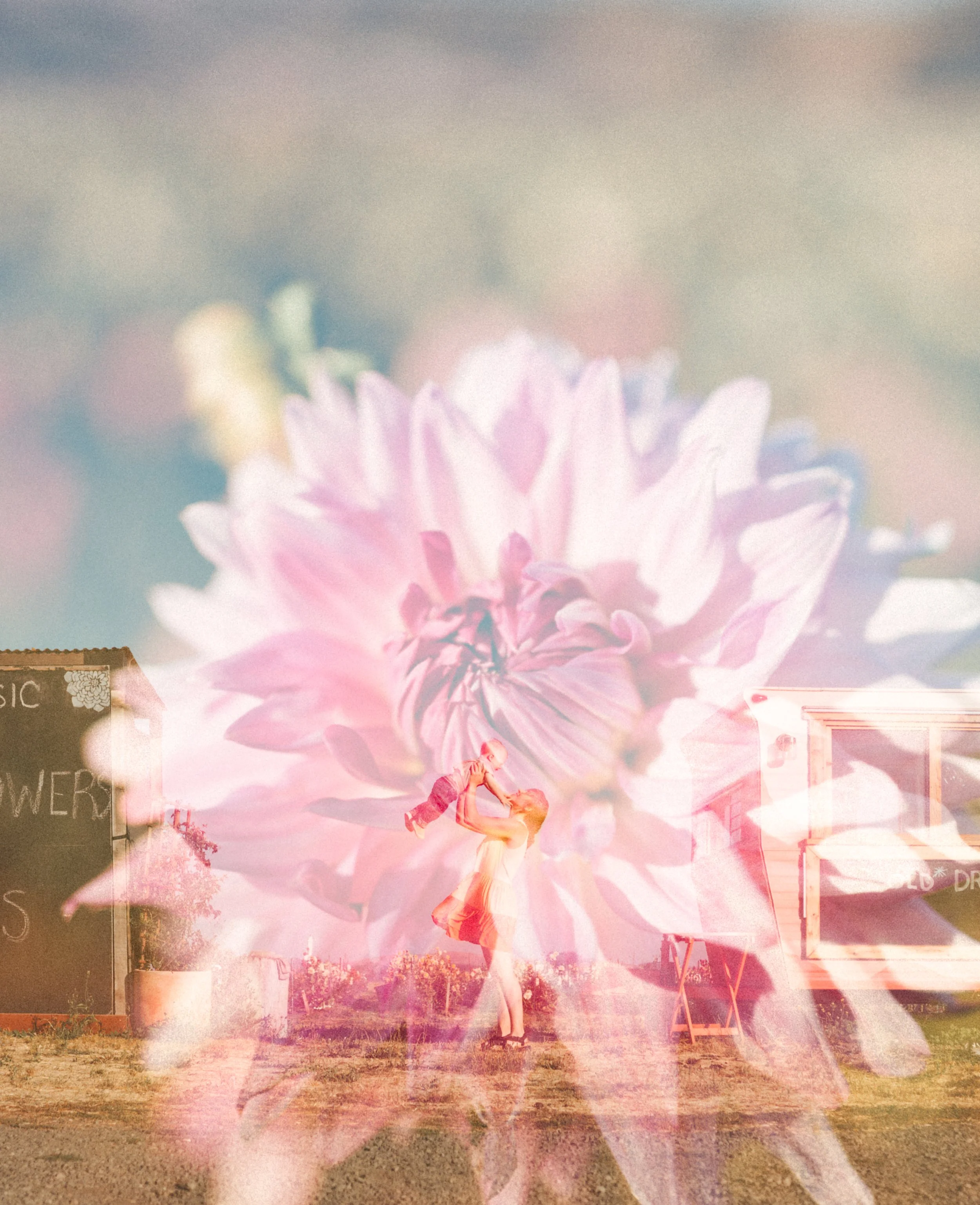 double exposure of mother and son and dahlia flower