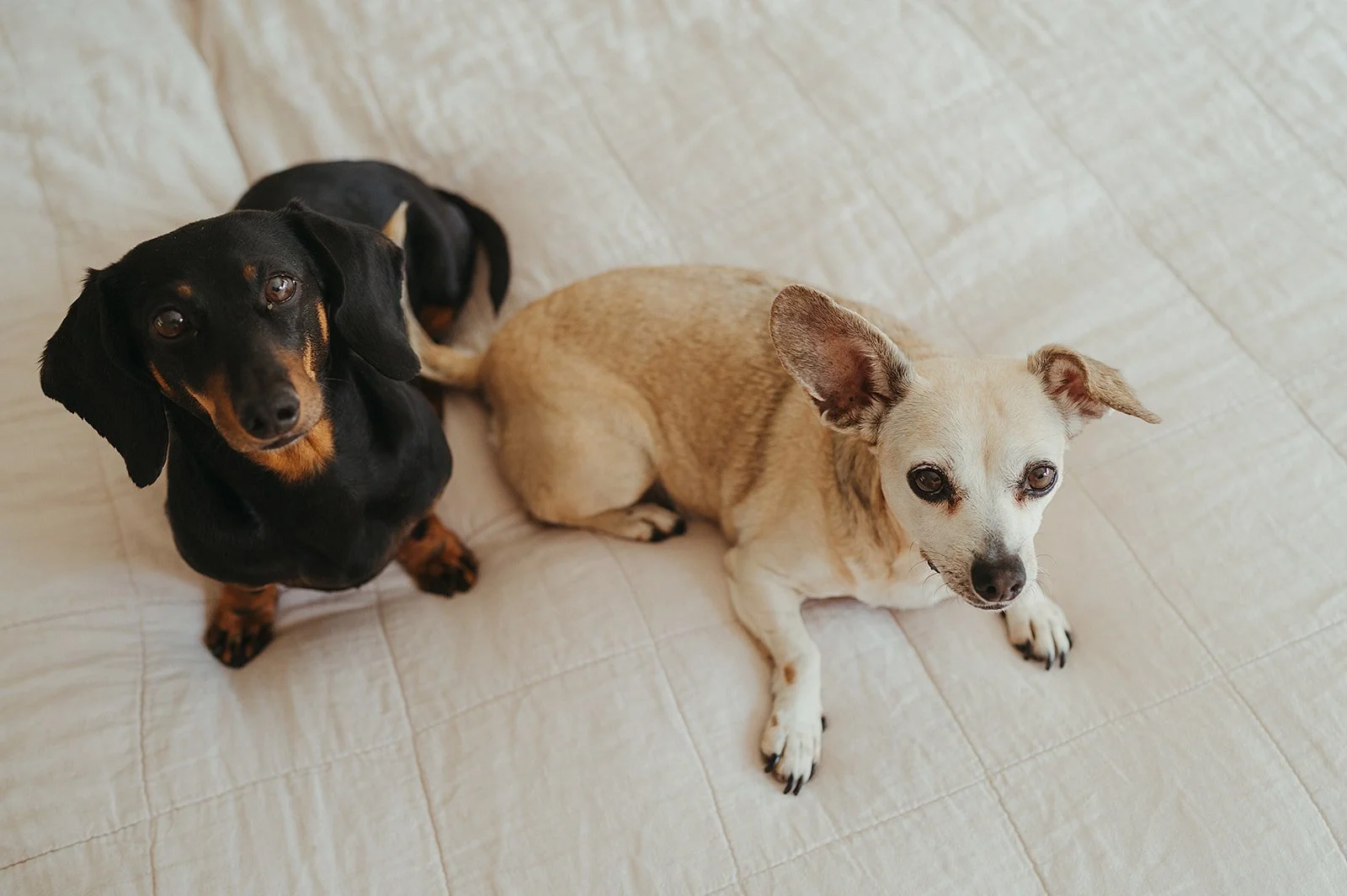 Two dogs in lifestyle newborn photo session