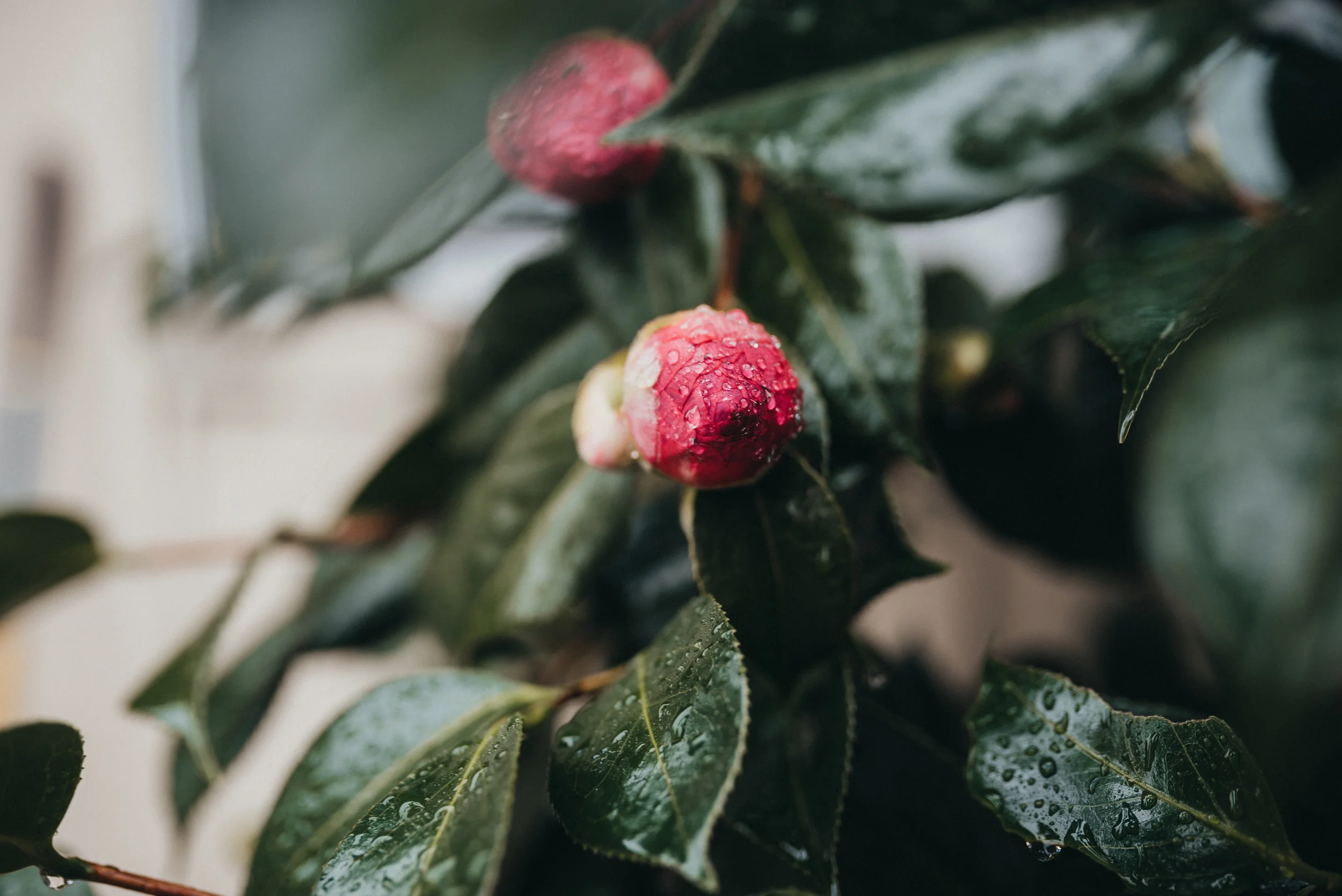 52 Capture: Rainy Day