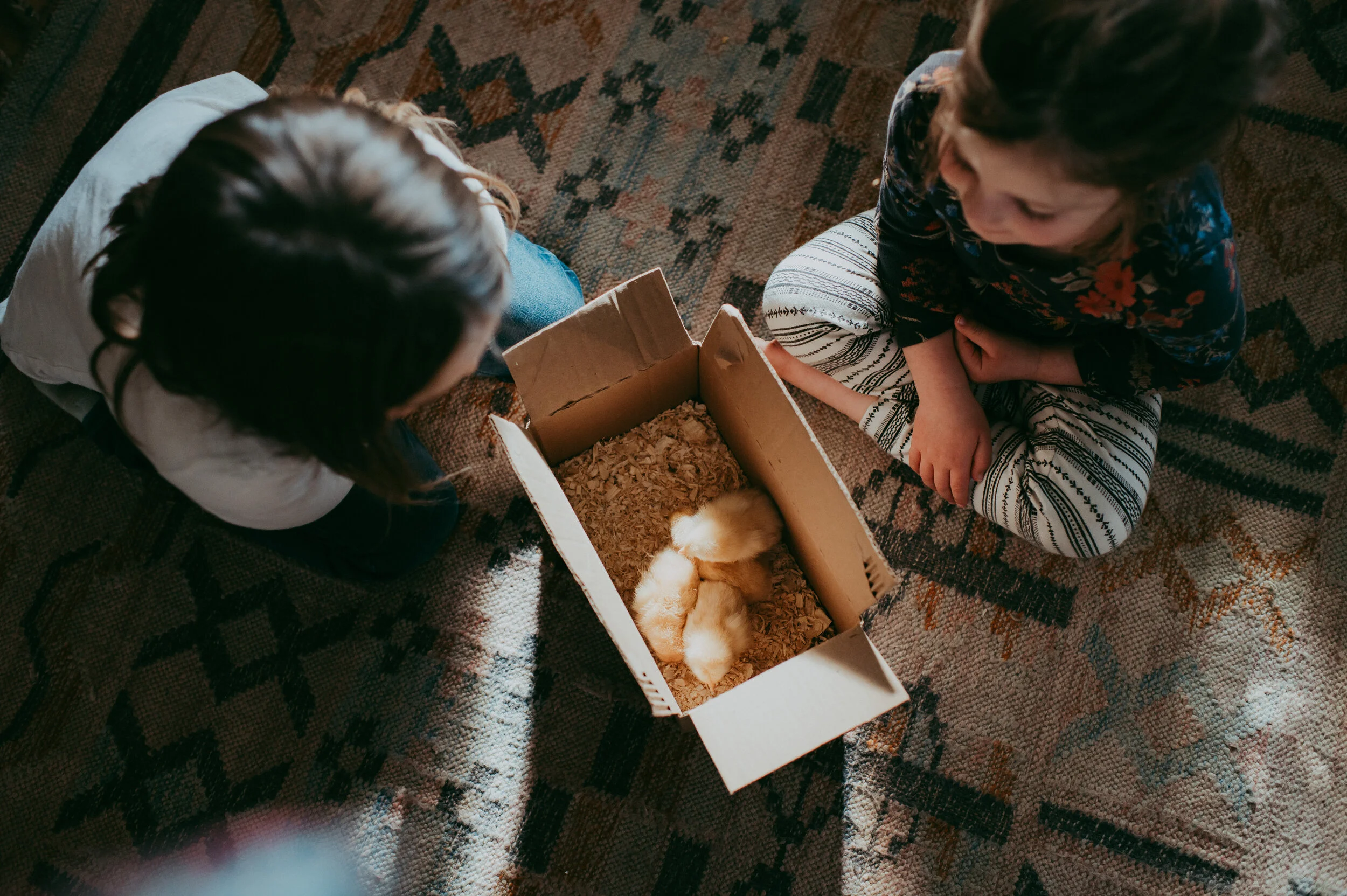 The S Word | Spring Chicks | Sunshine Lady Photography 