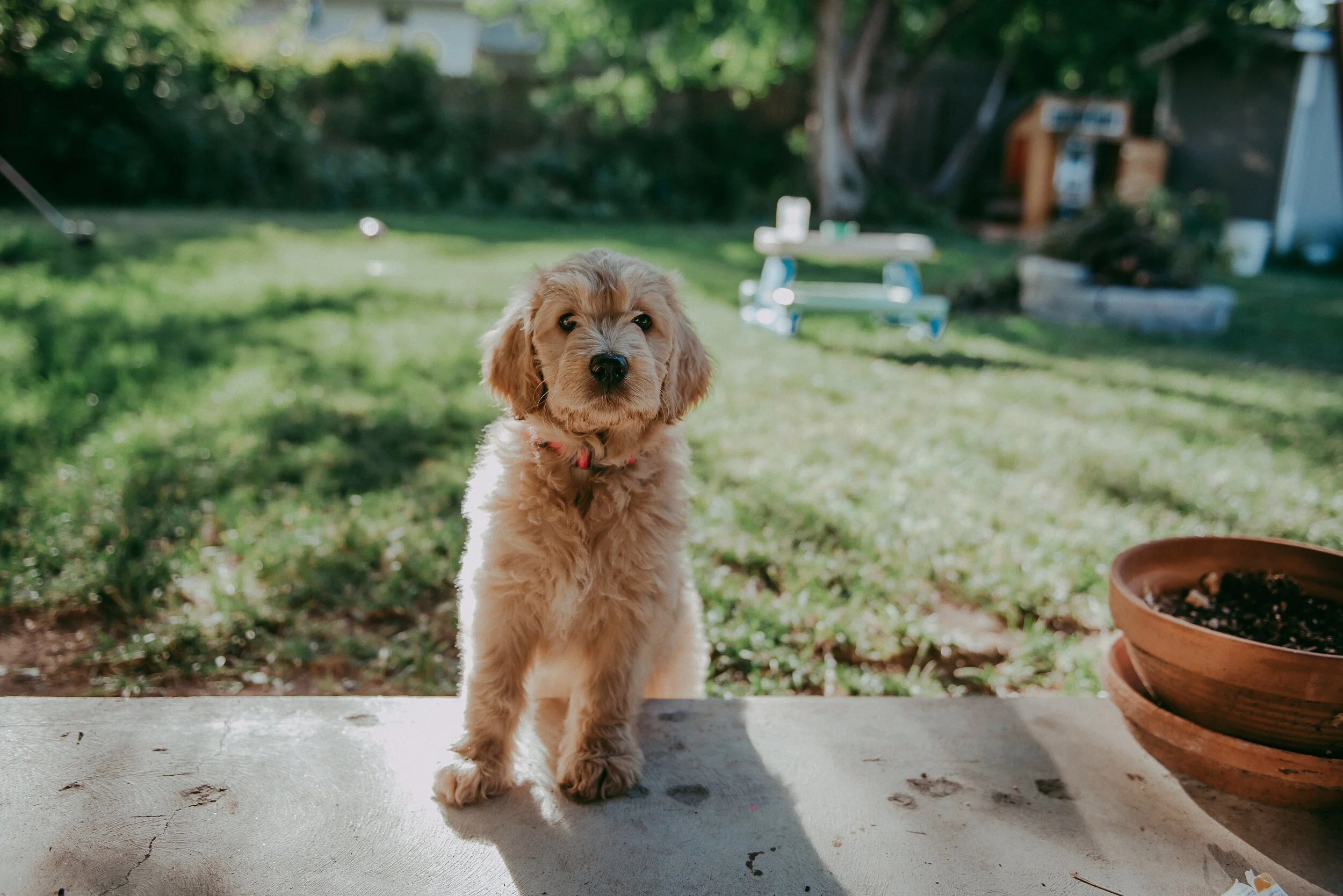 We Got a Puppy! | Our Colorado Goldendoodle | Sunshine Lady Photography