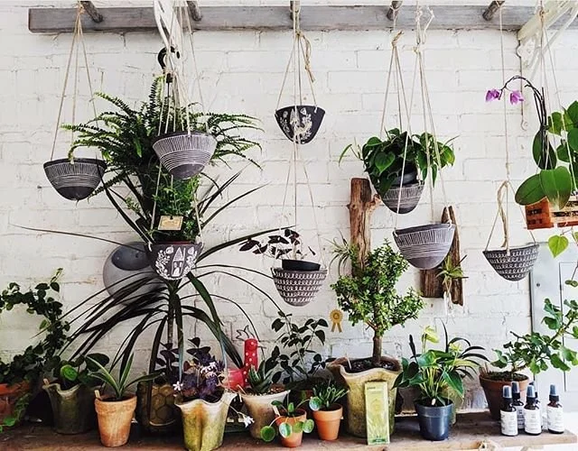 hanging planters in a plant shop