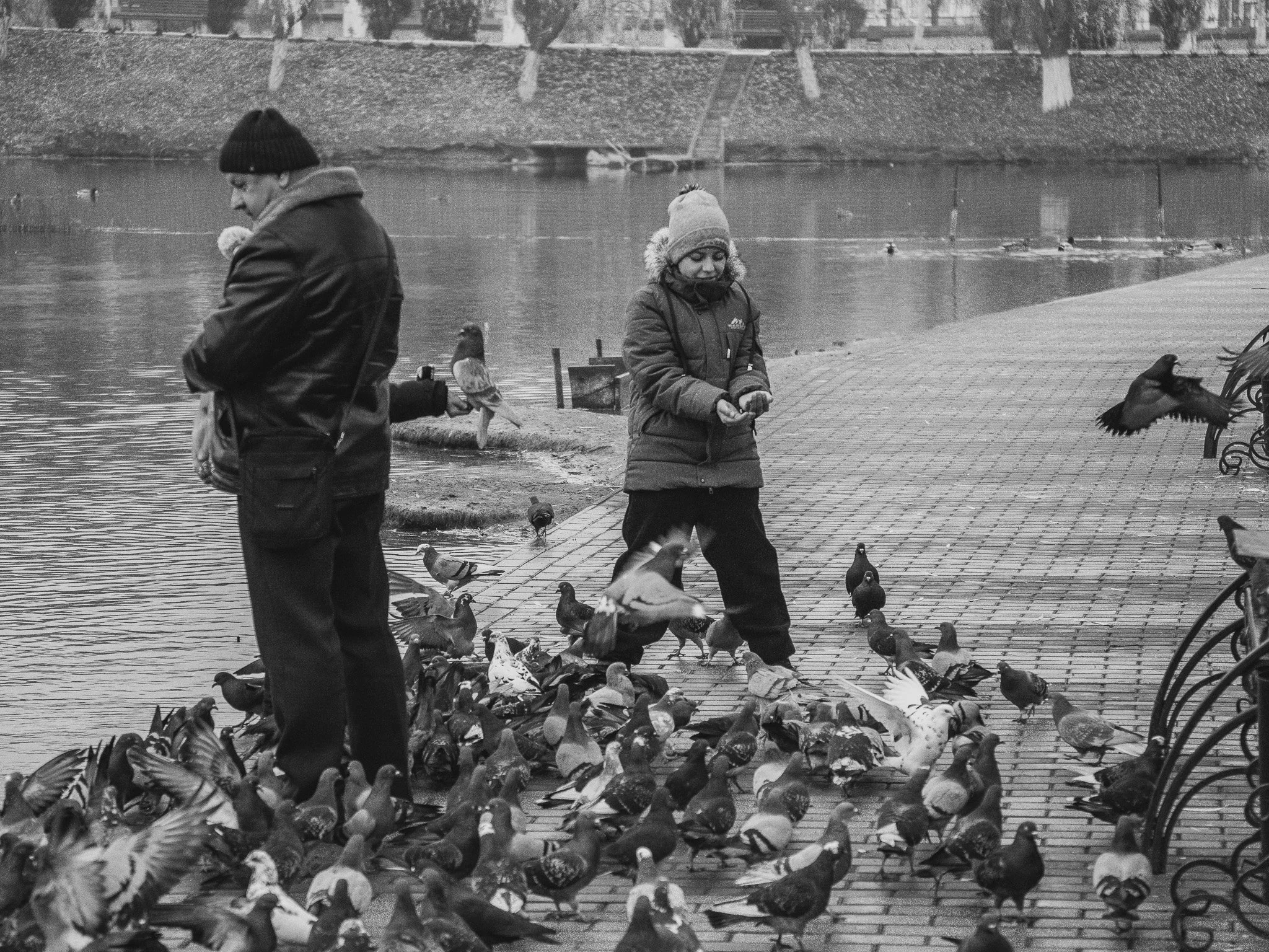 Two people feeding pigeons by a river, with ducks and seagulls nearby, in a park on a cloudy day.