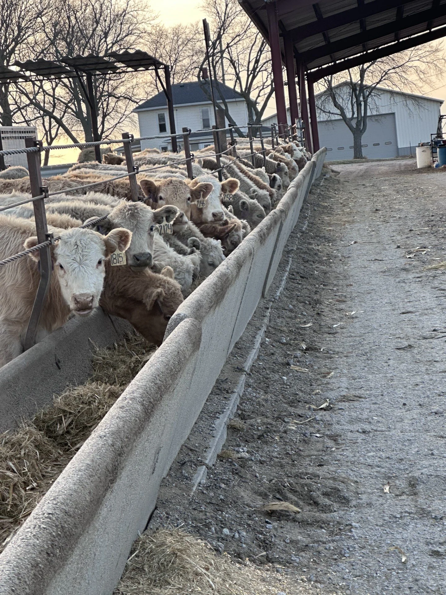 Group of calves behind a concrete feeding barrier on a farm during sunset.