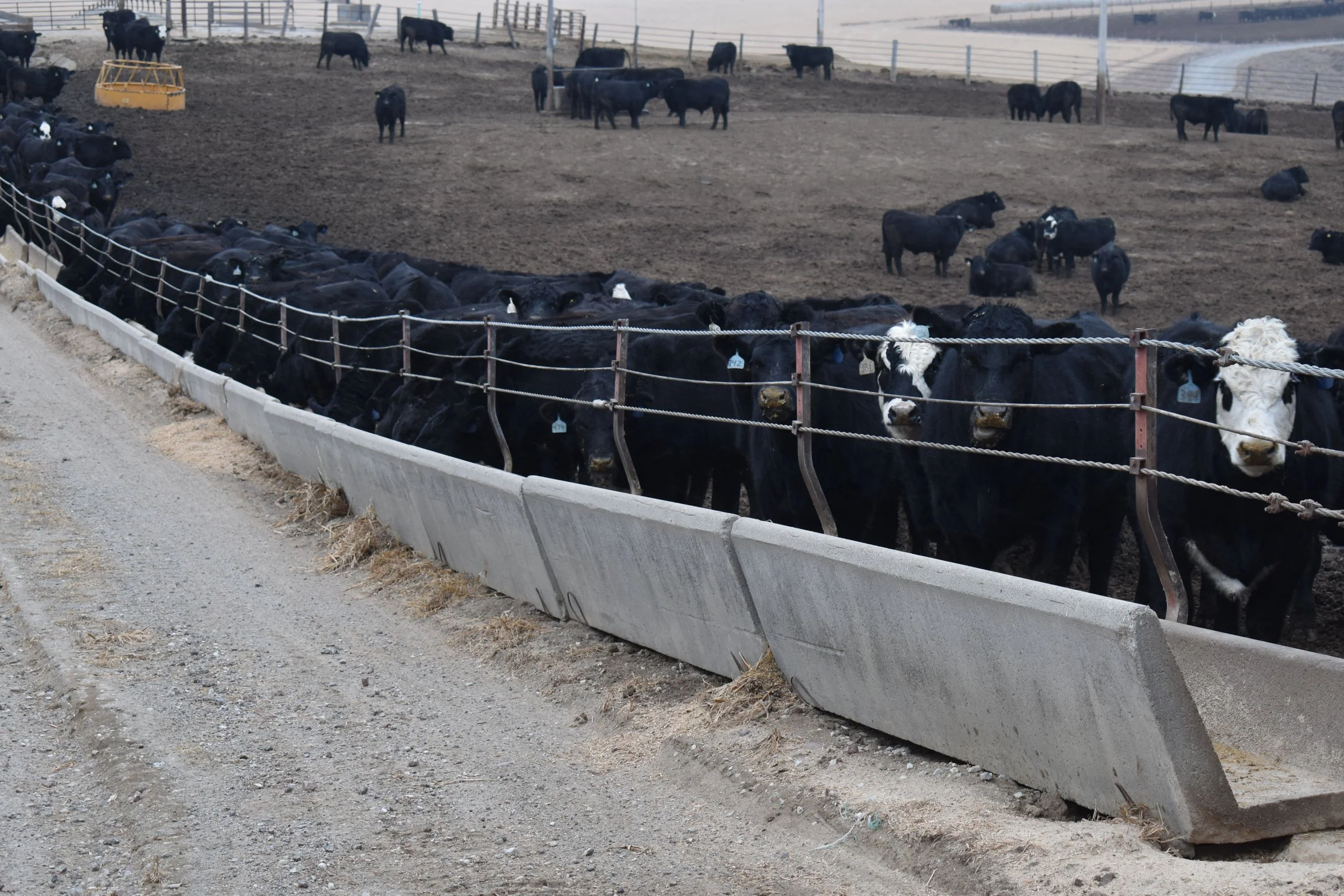 Black calves and cows lined up along a concrete feeding barrier on a farm, with more cows grazing in the background.