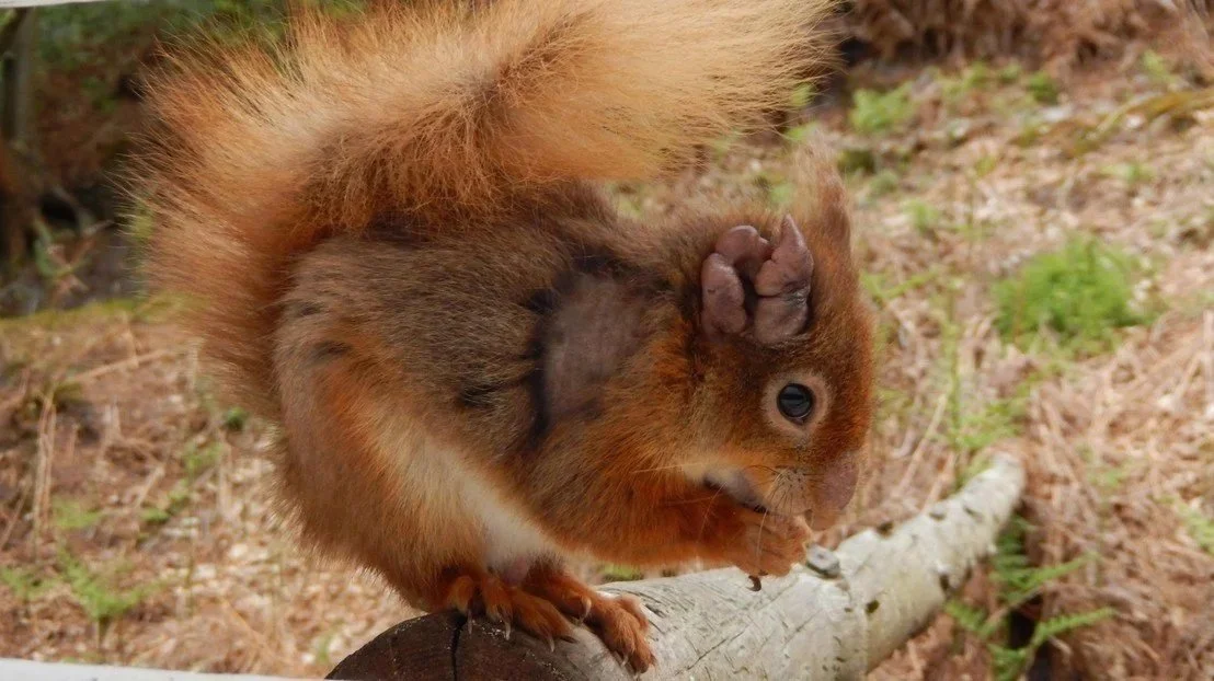 A red squirrel on a log holding an acorn, with its tongue out and ears perked up, in a forest setting.