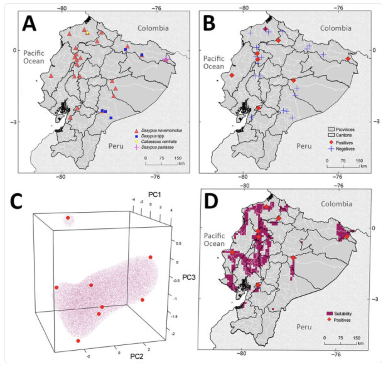 A scientific study map showing the distribution of Dasypus species in Colombia and Peru with various visualizations. Panel A includes locations of Dasypus novemcinctus, Dasypus spp., Callassous centu, and Dasypus pastiza. Panel B indicates positive and negative test results. Panel C is a 3D scatter plot of principal component analysis (PCA) data. Panel D displays suitability zones and positive test locations. Contains country borders, provincial and cantonal borders, and ocean currents.