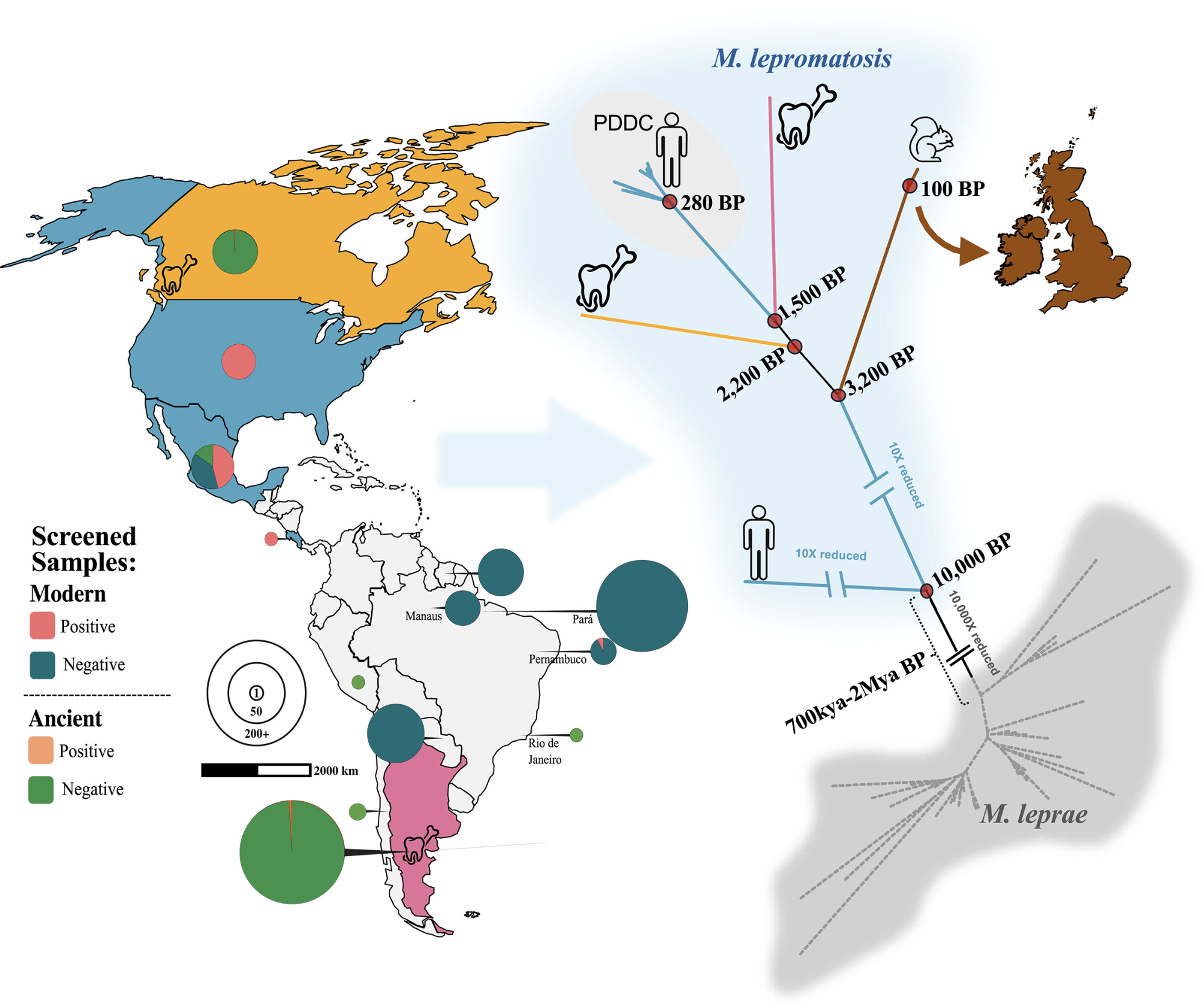 A map depicting the evolution of Mycobacterium leprae, showing its spread from ancient origins to modern times across various countries in the Americas, Africa, Asia, and Europe. It includes a timeline of genetic divergence, with sample data from different regions, and illustrations of how the bacteria evolved over thousands of years.