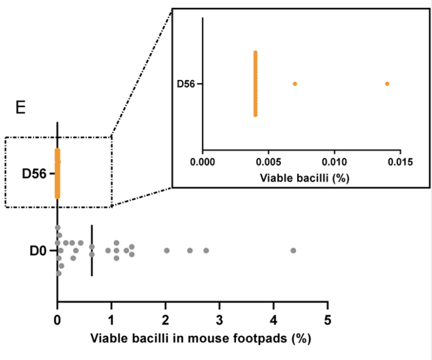 Scatter plot showing the relationship between viable Bacilli percentage in mouse footpads and in the mouse stage, with an inset zoomed-in section highlighting data points where viable Bacilli in mouse footpads is less than 0.015%.
