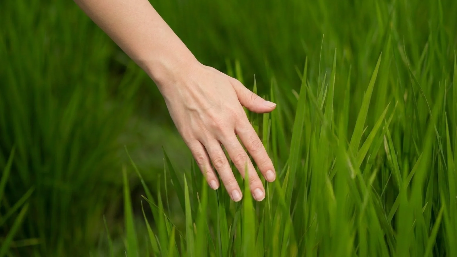 Lioness Living Contact