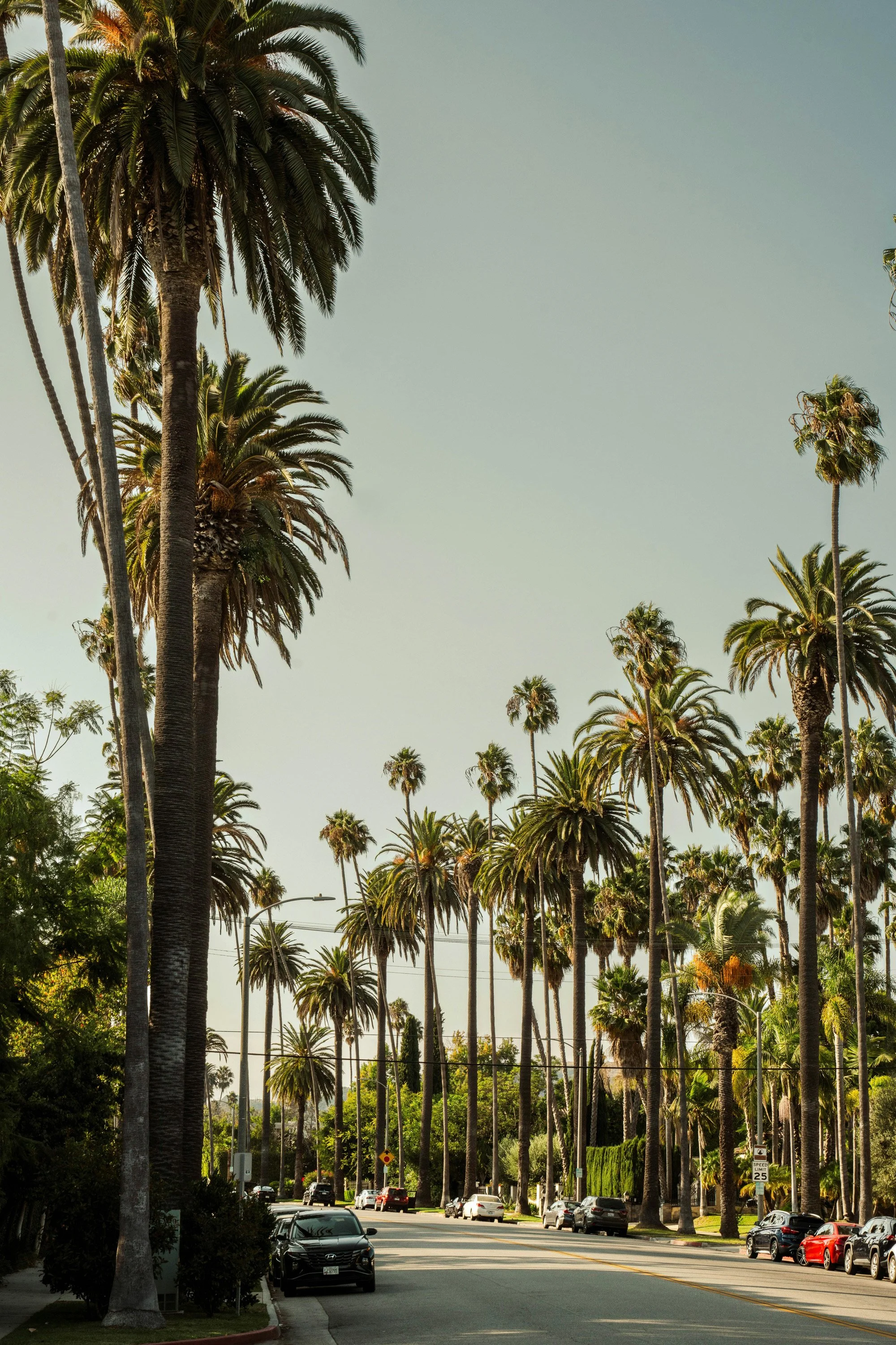 A street lined with tall palm trees on both sides, with parked cars and street signs visible in the background, under a clear sky.