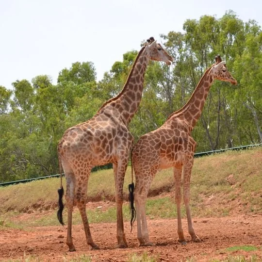 Jardin zoologique de Rabat 