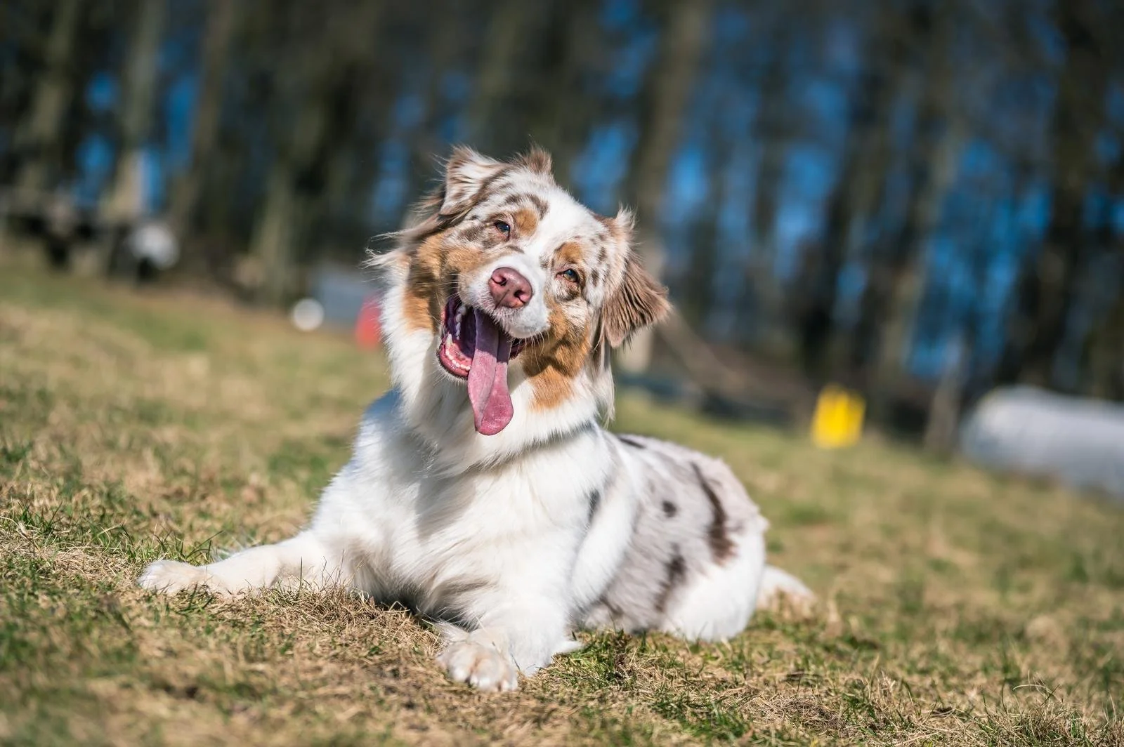 Lustiger Australian Shepherd Hund liegt auf Wiese, schläft und dehnt Zunge