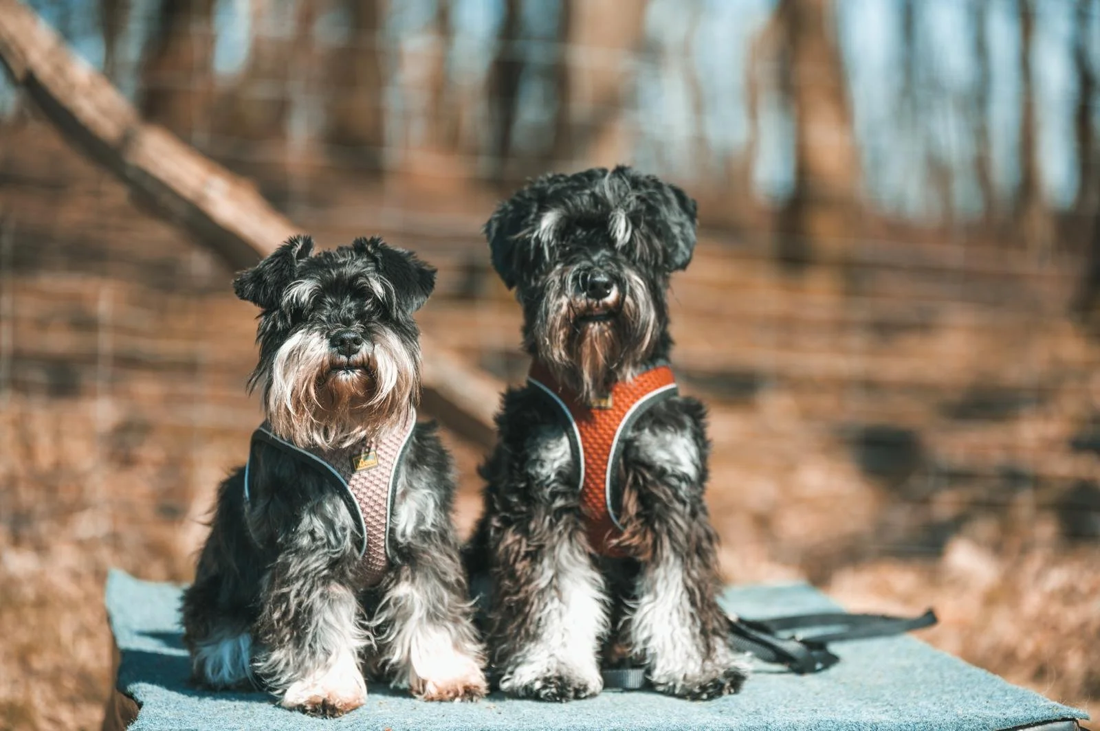 Zwei Zwergschnauzer-Hunde sitzen auf einer Decke im Wald, beide tragen Rettungswesten.