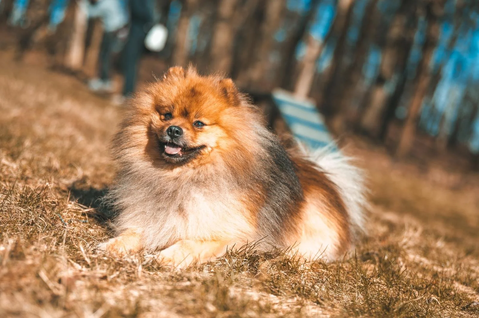 Ein niedlicher, brauner Hund liegt auf dem Boden im Freien, im Hintergrund Bäume und blau-weiße Gegenstände.