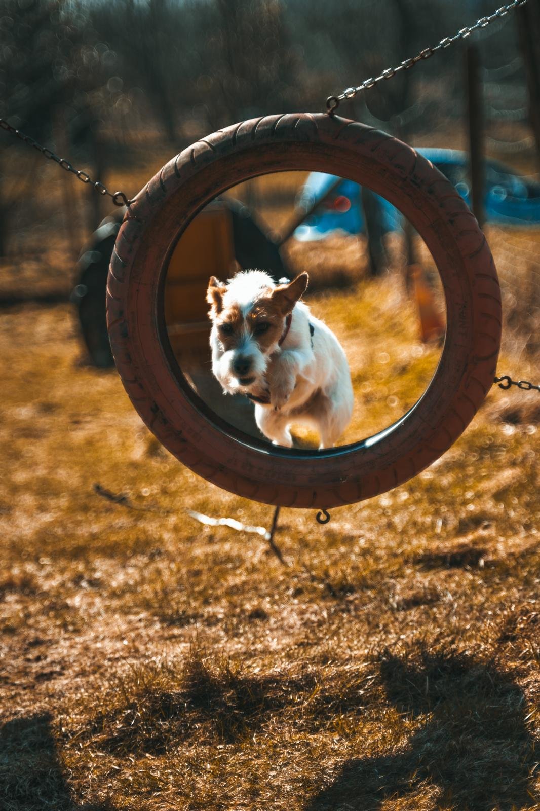 Ein Hund läuft durch einen Reifen, der an Ketten aufgehängt ist, in einem Spielplatz im Freien bei Sonnenlicht.