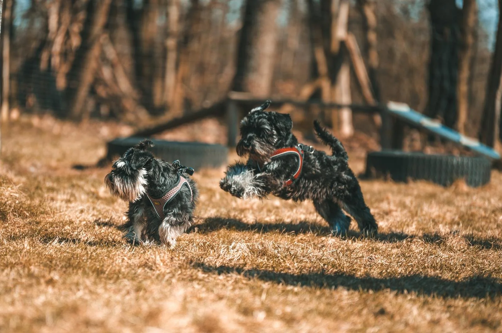 Zwei kleine schwarze Hunde spielen im Freien auf trockenem Gras, umgeben von Bäumen.