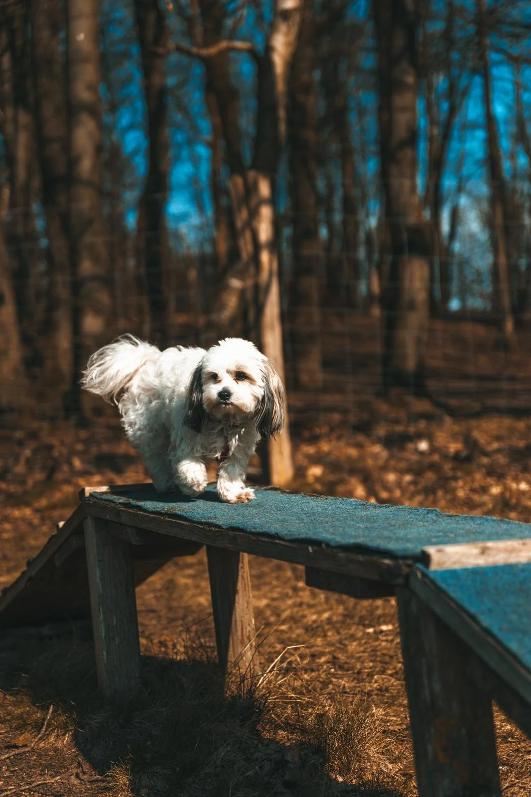 Hündchen auf einer Holzrampe im Wald bei Sonnenuntergang.
