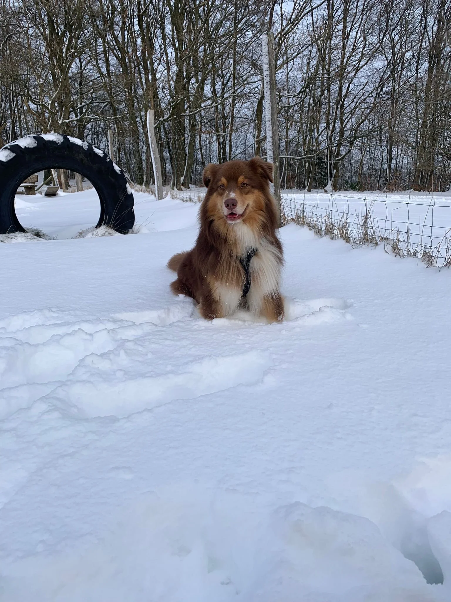 Ein brauner Hund sitzt im Schnee vor einem Drahtzaun und einem Reifen im Winterwetter zwischen Bäumen.