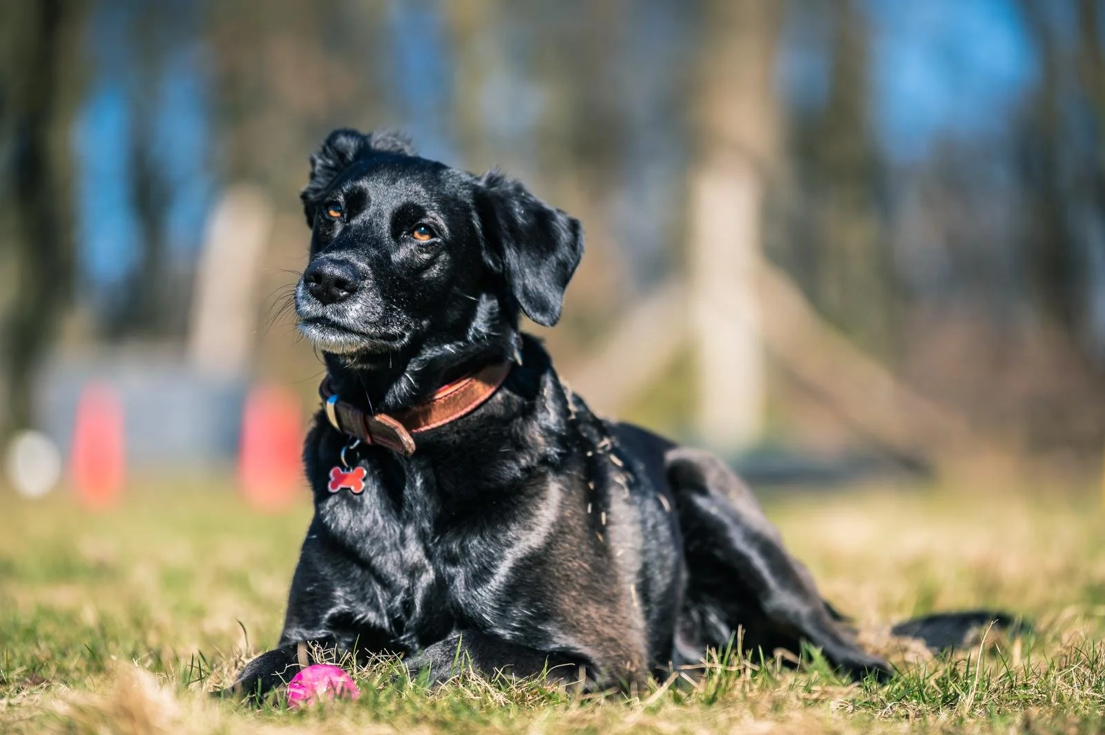 Ein schwarzer Hund liegt auf dem Rasen im Freien, mit einem pinken Ball vor ihm, im Hintergrund Bäume und eine unscharfe Umgebung.