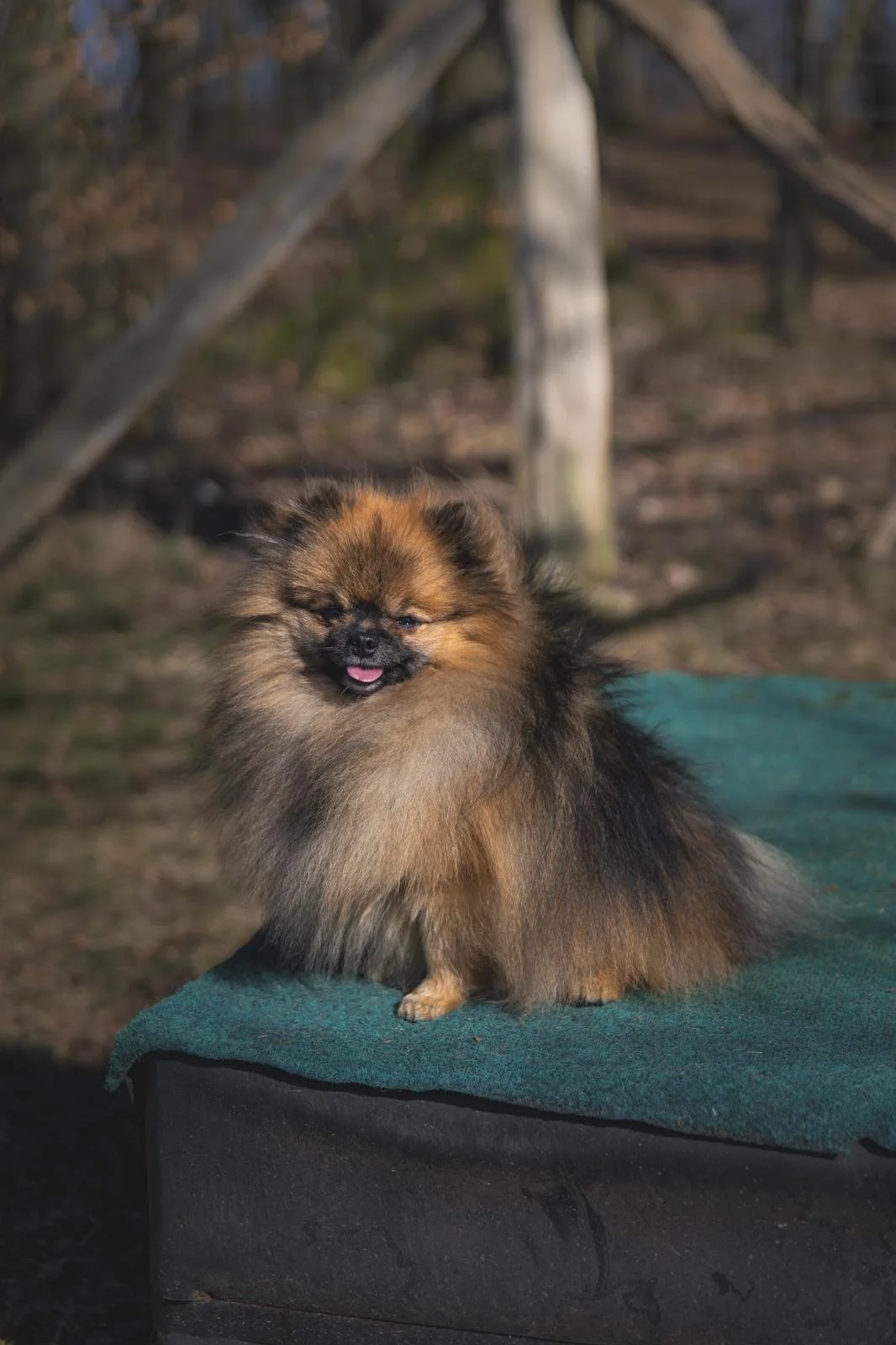 Ein kleiner, flauschiger Hund, wahrscheinlich ein Pomeranian, sitzt auf einer grünen Decke im Freien, in einer natürlichen Umgebung mit Bäumen im Hintergrund.