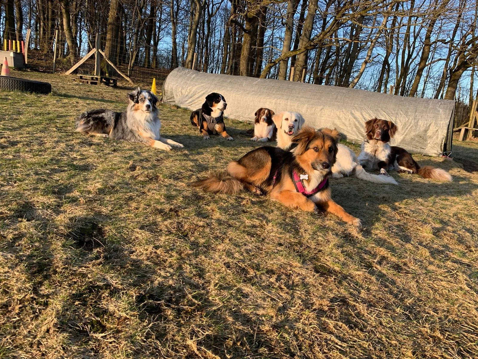 Mehrere Hunde liegen auf einer Wiese im Freien, mit Bäumen im Hintergrund und einer langen, transparenten Abdeckung im Hintergrund.