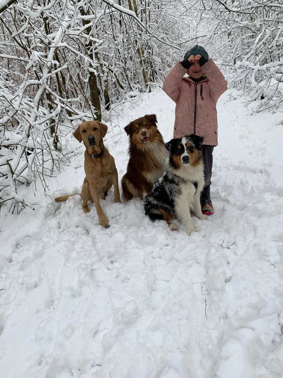 Ein Kind mit drei Hunden in schneebedecktem Wald, die Kinder trägt eine rosa Jacke, die Hunde sind braun, schwarz und weiß.