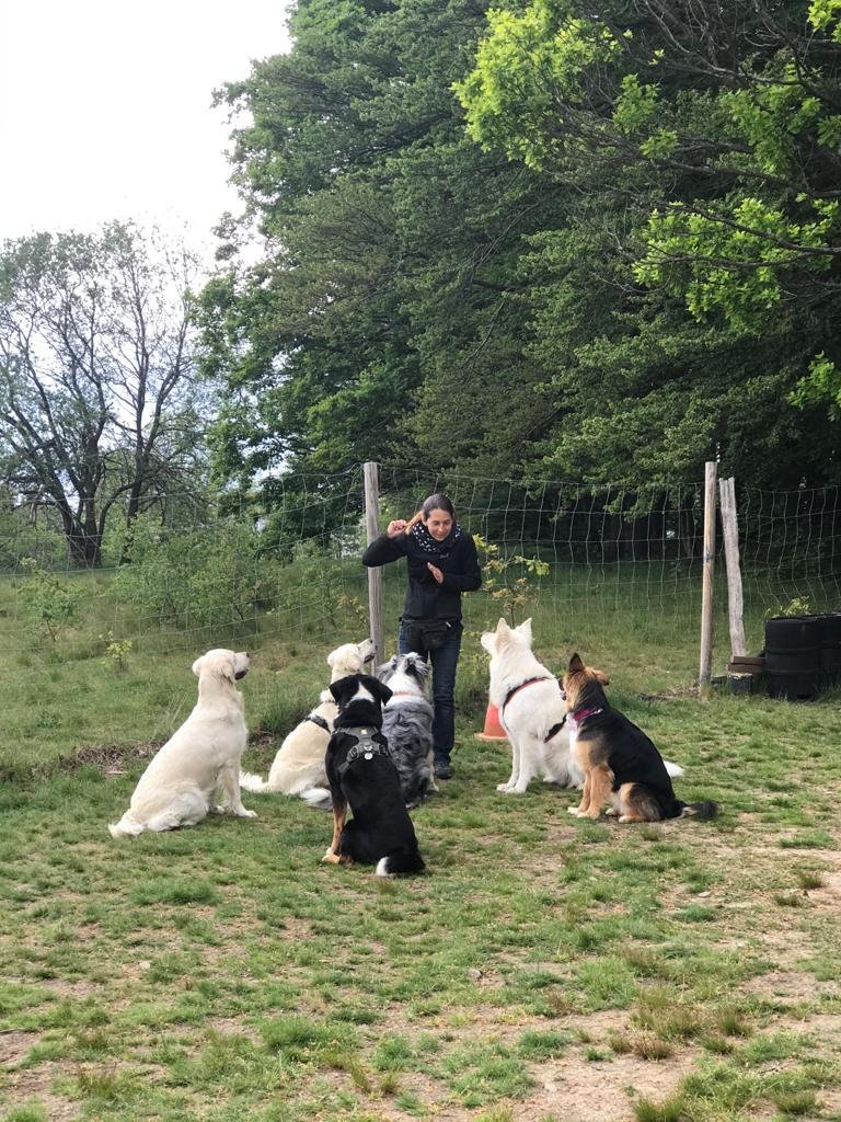 Frau trainiert mit sechs Hunden im Freien, auf einer Wiese vor einem Zaun, umgeben von Bäumen.
