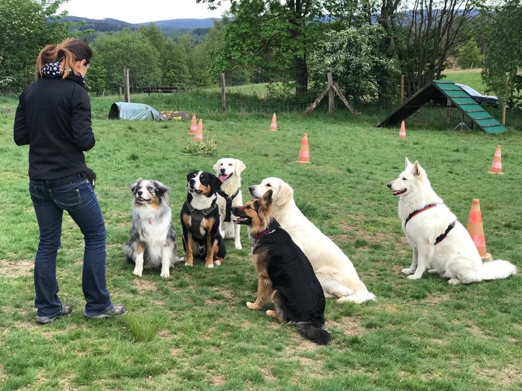 Eine Frau mit fünf Hunden in einem Hunde-Ausbildungsgelände, umgeben von orangefarbenen Verkehrsenden. Es scheint, dass sie eine Hundetraining-Sitzung durchführt.