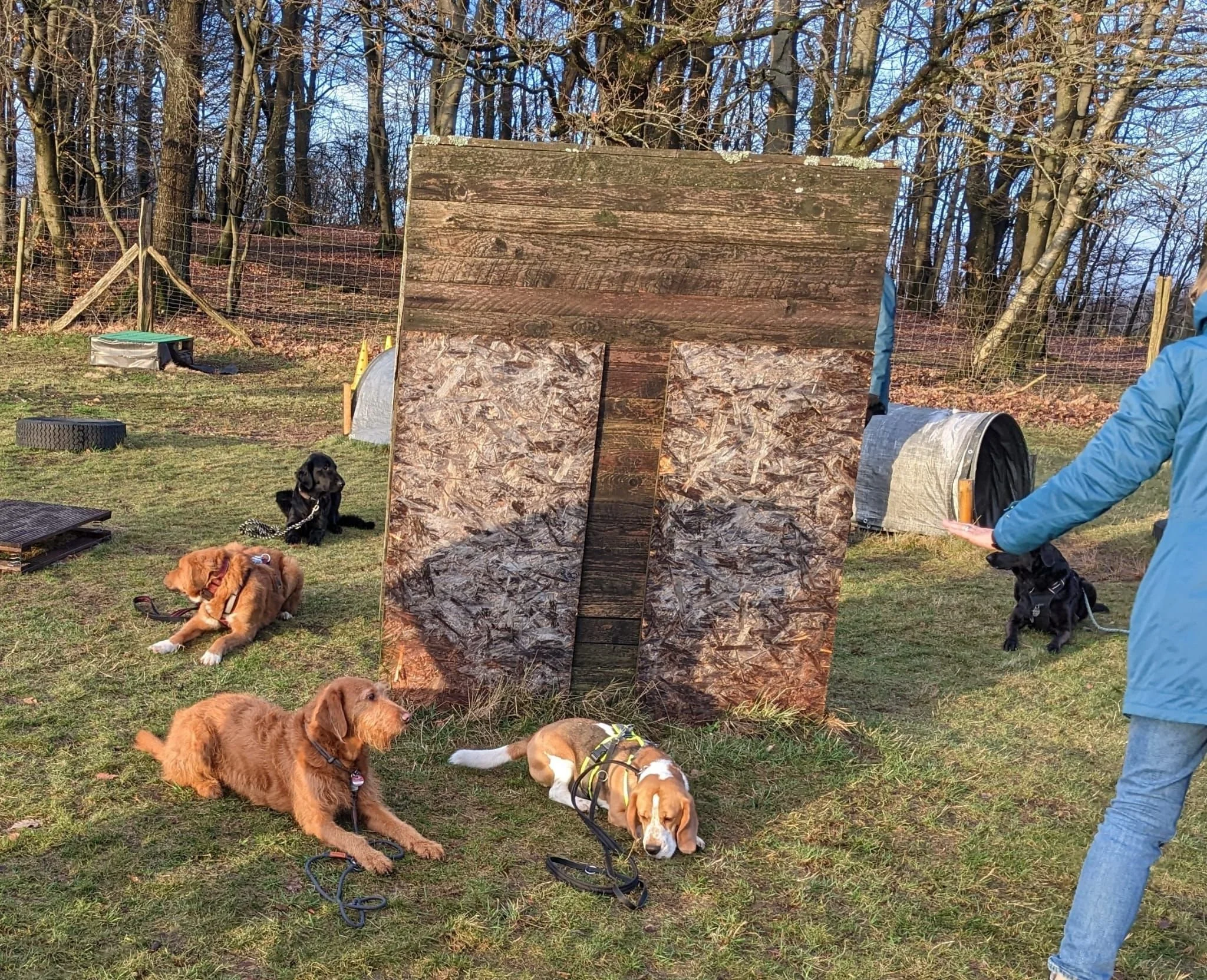 Vier Hunde schlafen auf dem Gras in einem offenen Bereich mit Bäumen im Hintergrund. Ein Mensch im blauen Mantel steht rechts und zeigt auf einen großen Holzrahmen, der im Zentrum des Bildes steht.