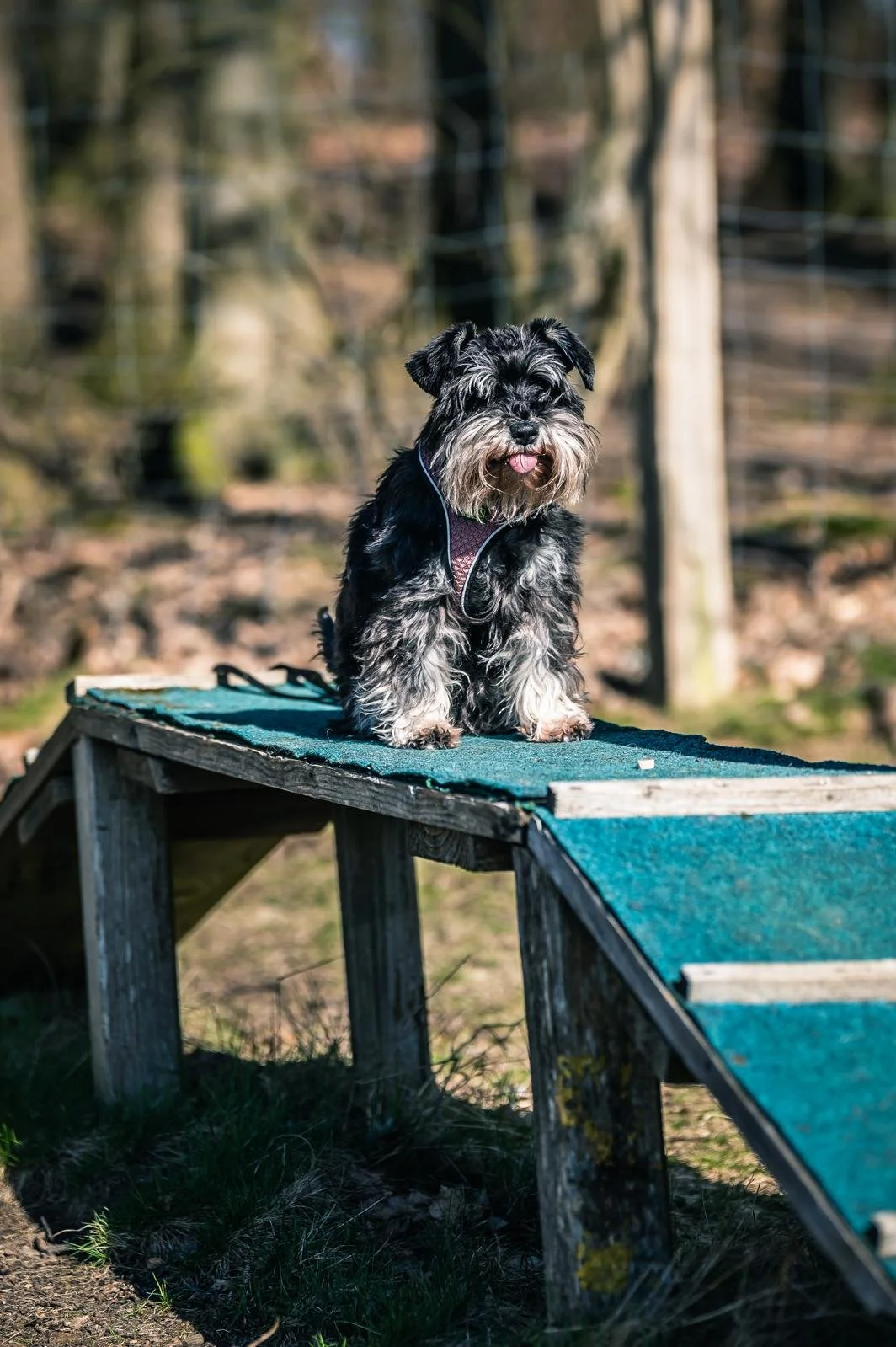 Ein schwarzer und grauer Hund sitzt auf einer Holzbrücke im Freien, umgeben von Bäumen.