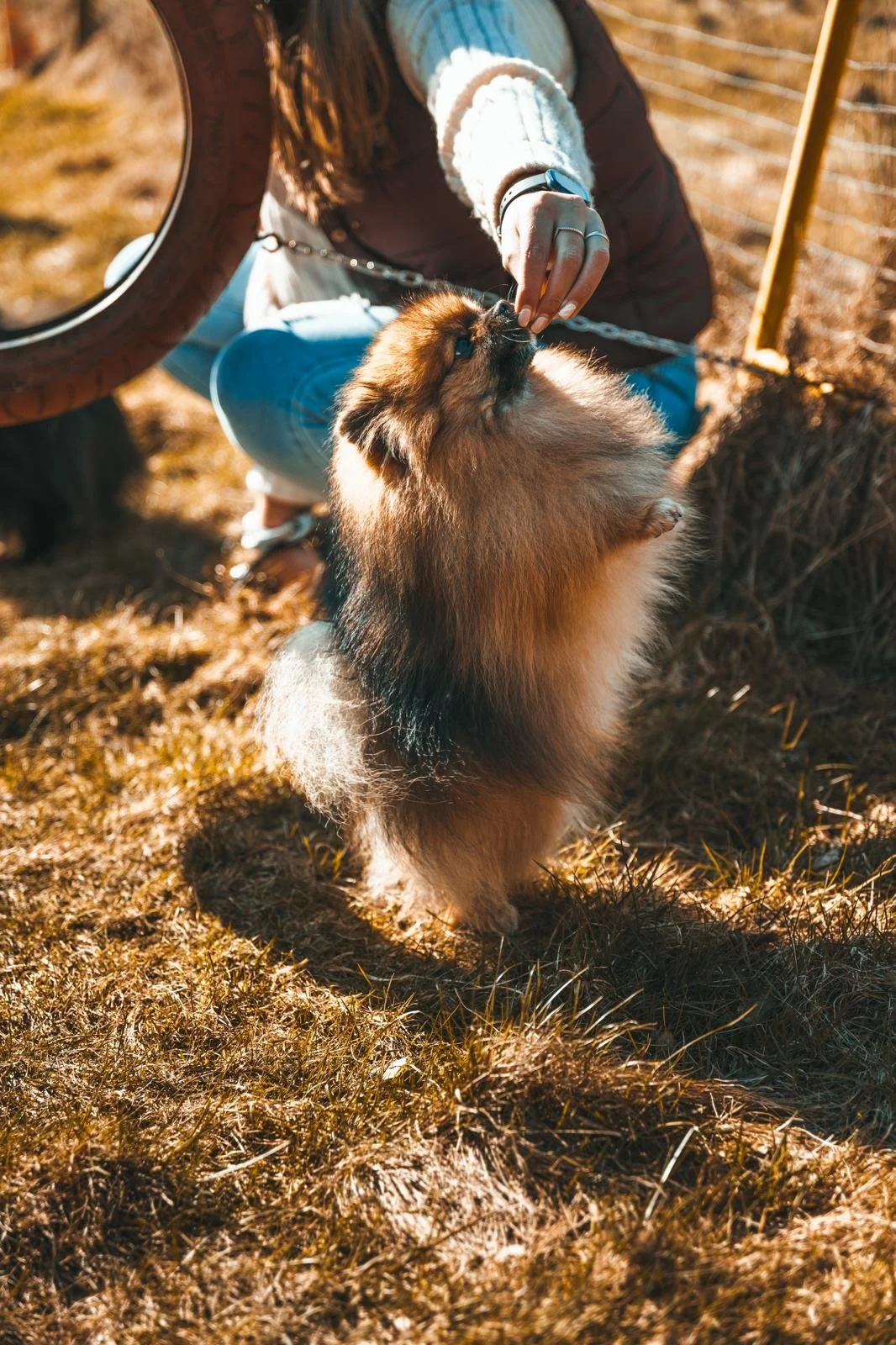 Frau füttert einen Hund, wahrscheinlich einen Sheltie, im Freien bei Sonnenlicht.