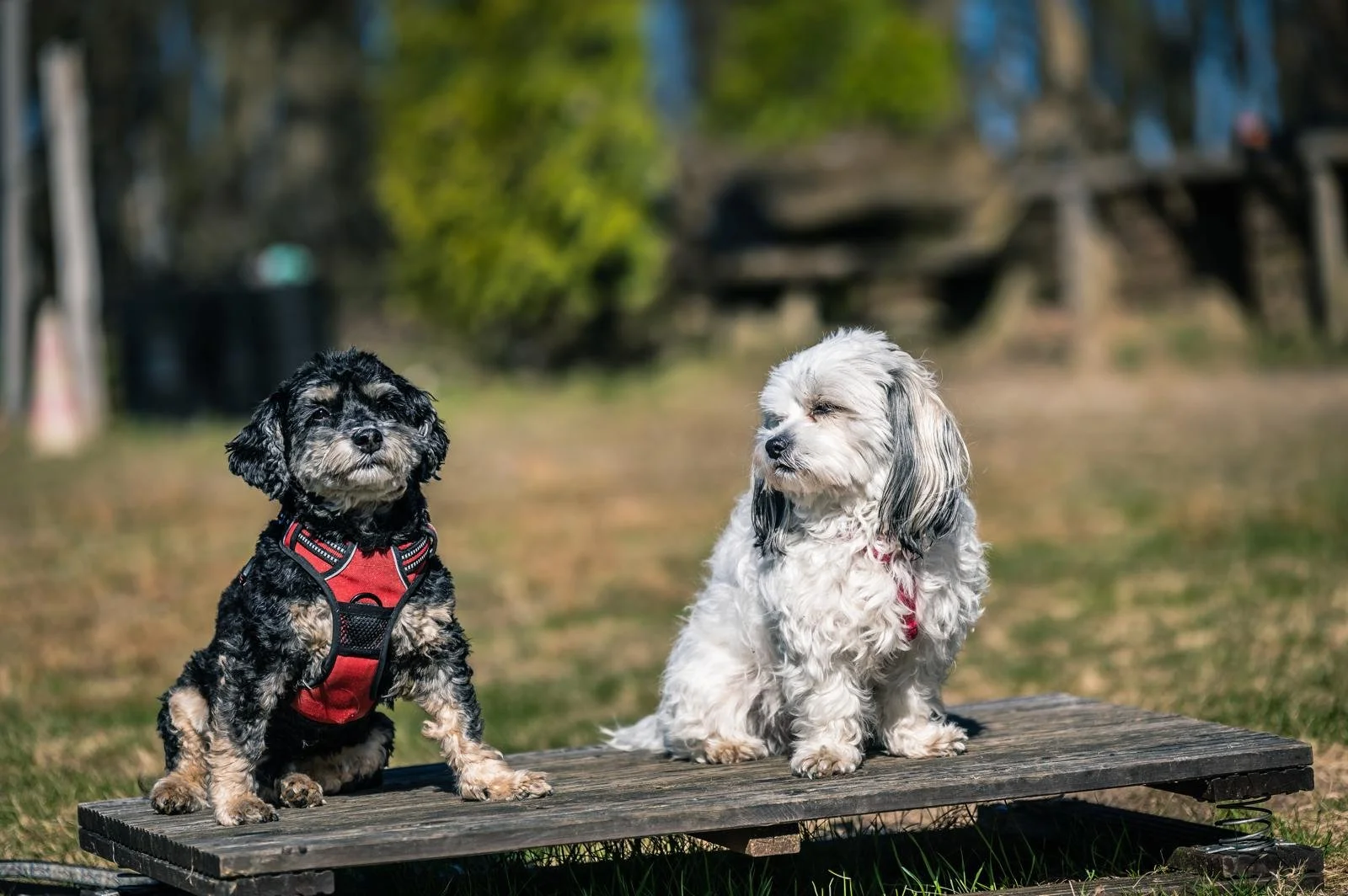 Zwei kleine Hunde sitzen auf einer Holzkiste im Freien, im Hintergrund Bäume und eine Wiese.