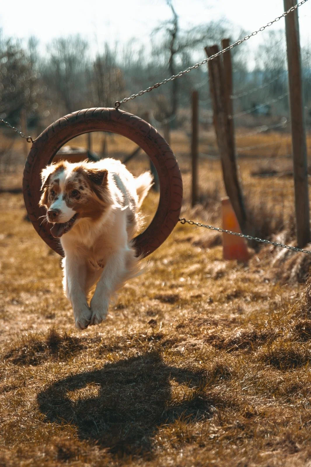 Ein Hund springt durch einen Reifen im Freien bei Sonnenlicht.