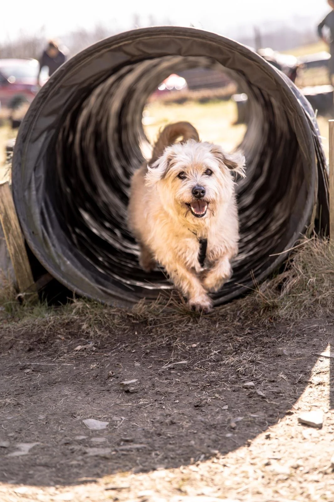 Ein fröhlicher Hund läuft durch einen Tunnel bei einem Hundesportwettbewerb im Freien.