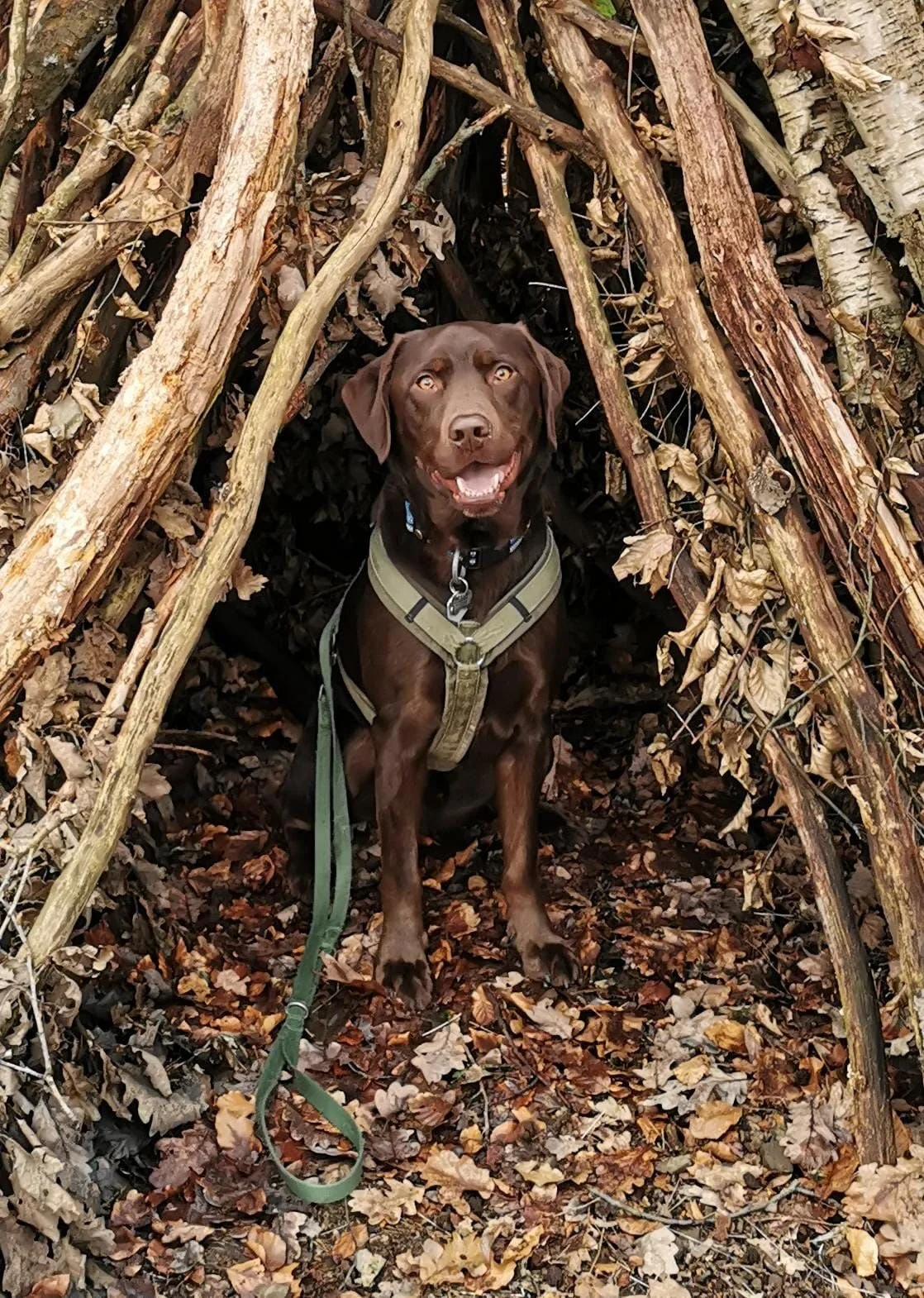 Brauner Hund sitzt in einer kleinen Behausung aus Ästen und Blättern im Wald, trägt ein Geschirr.