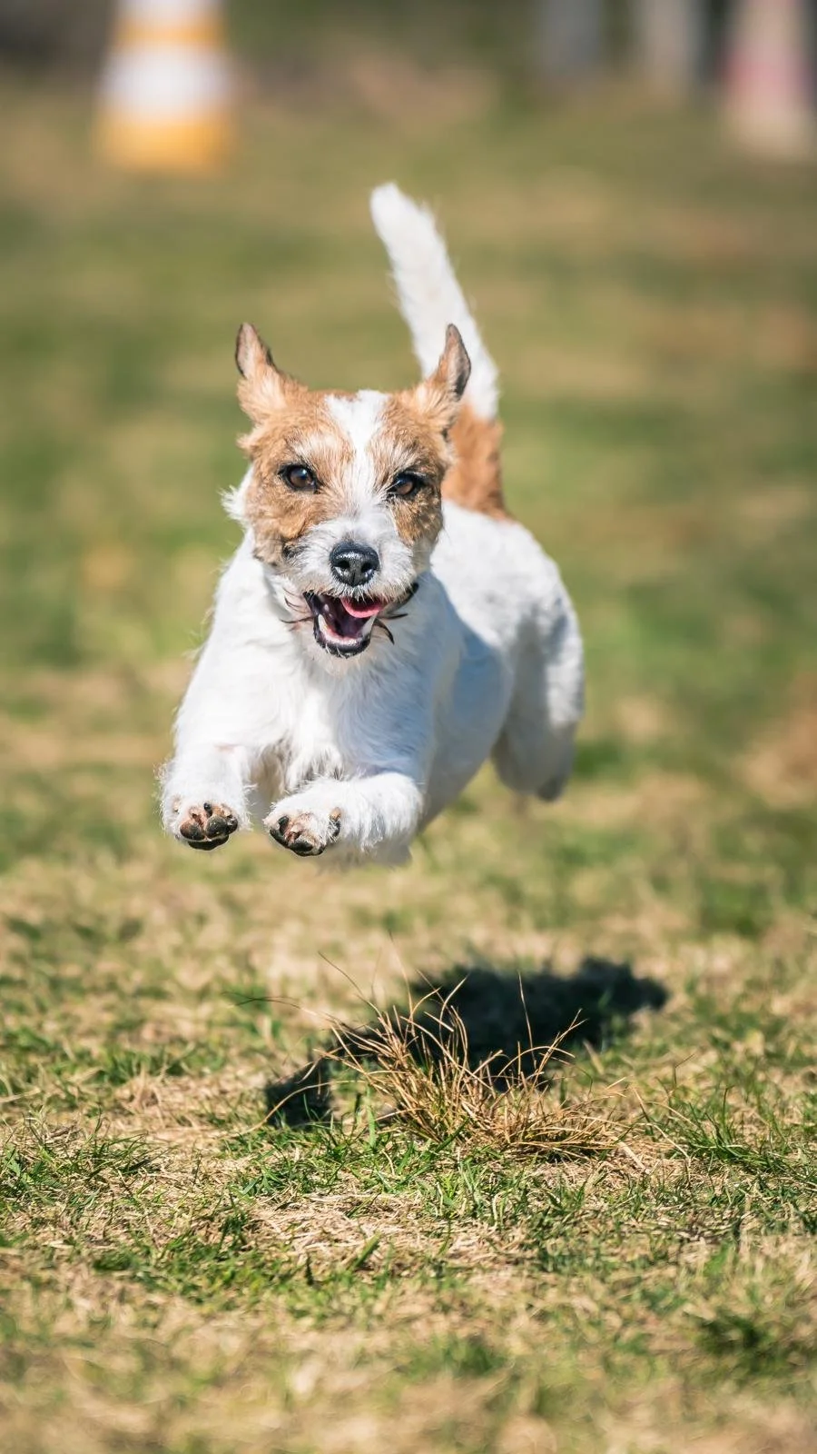 Kleine weiße und braune Hund läuft freudig auf einer grünen Wiesenfläche im Freien.
