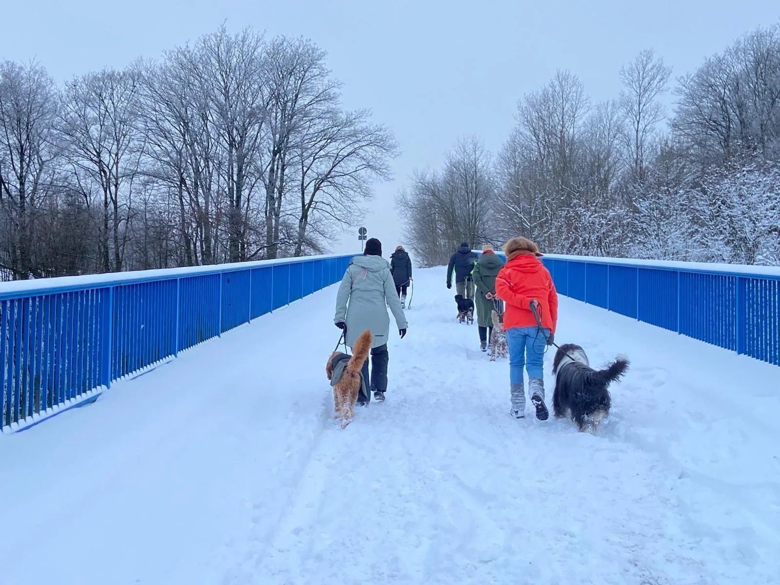 Menschen gehen mit Hunden auf einer Brücke im Schnee spazieren, im Hintergrund sind Bäume ohne Blätter.