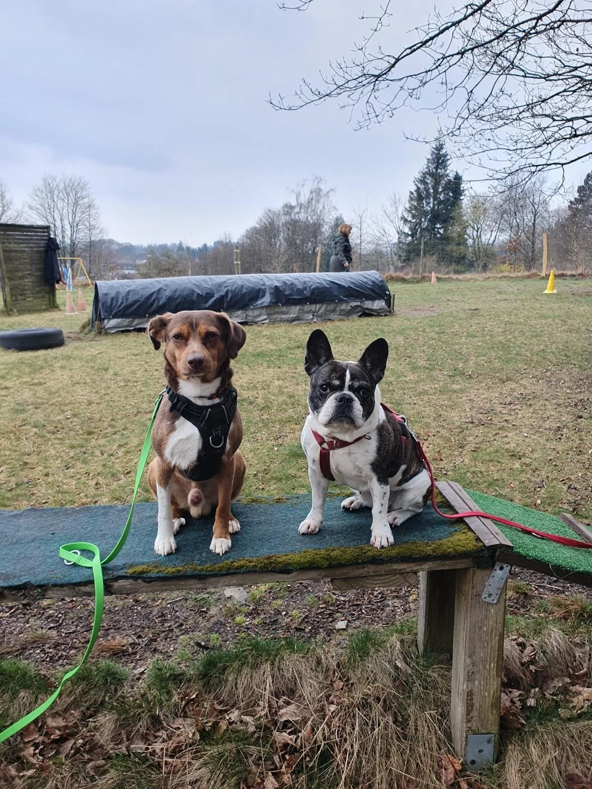 Zwei Hunde sitzen auf einer kleinen Bank im Garten, im Hintergrund ist eine Person bei einem Hundesporttraining zu sehen, es ist bewölkter Himmel und es sind Bäume im Winter sichtbar.