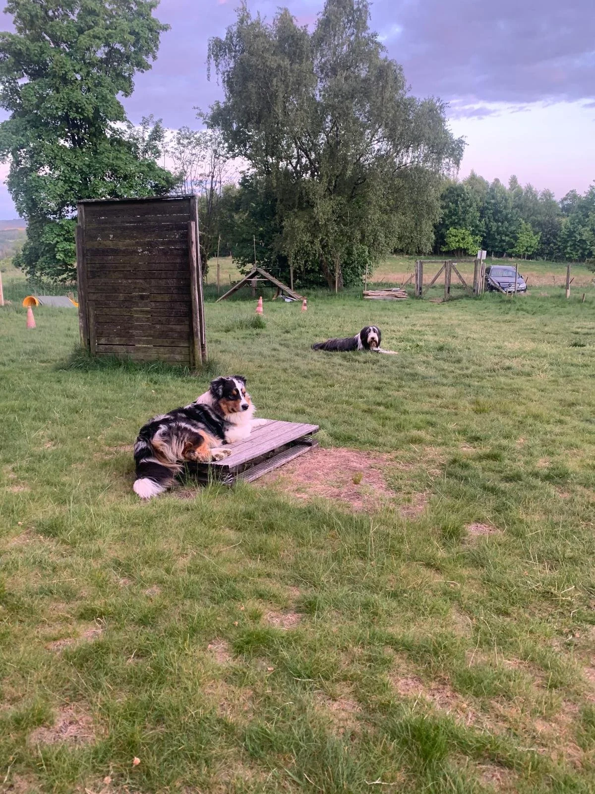 Zwei Border Collies liegen auf einer Wiese in einer Hundeschule, umgeben von Bäumen, Zäunen und Hindernissen, bei Sonnenuntergang.
