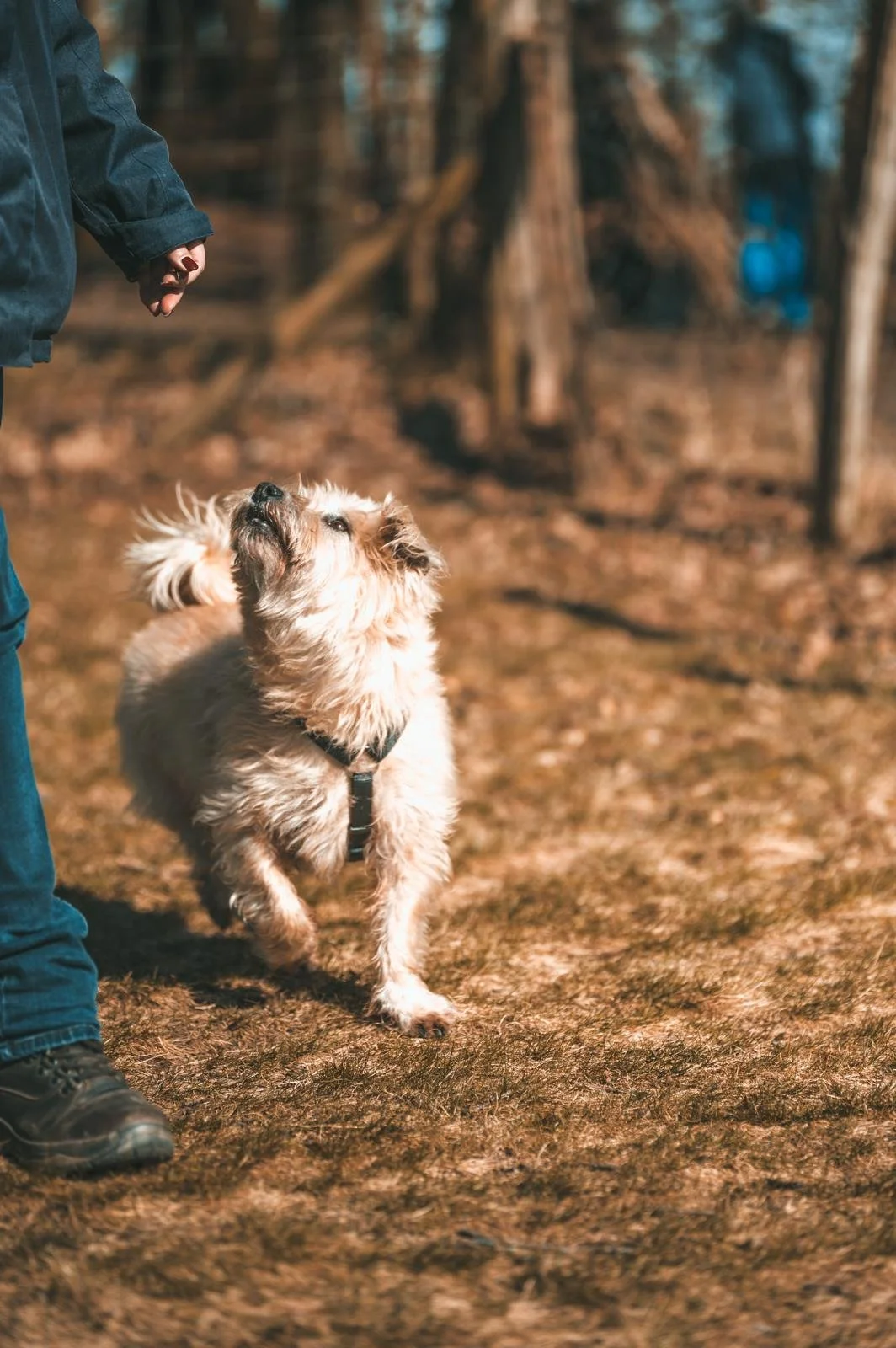 Ein Hund läuft im Wald neben einer Person, die nur halb im Bild zu sehen ist.