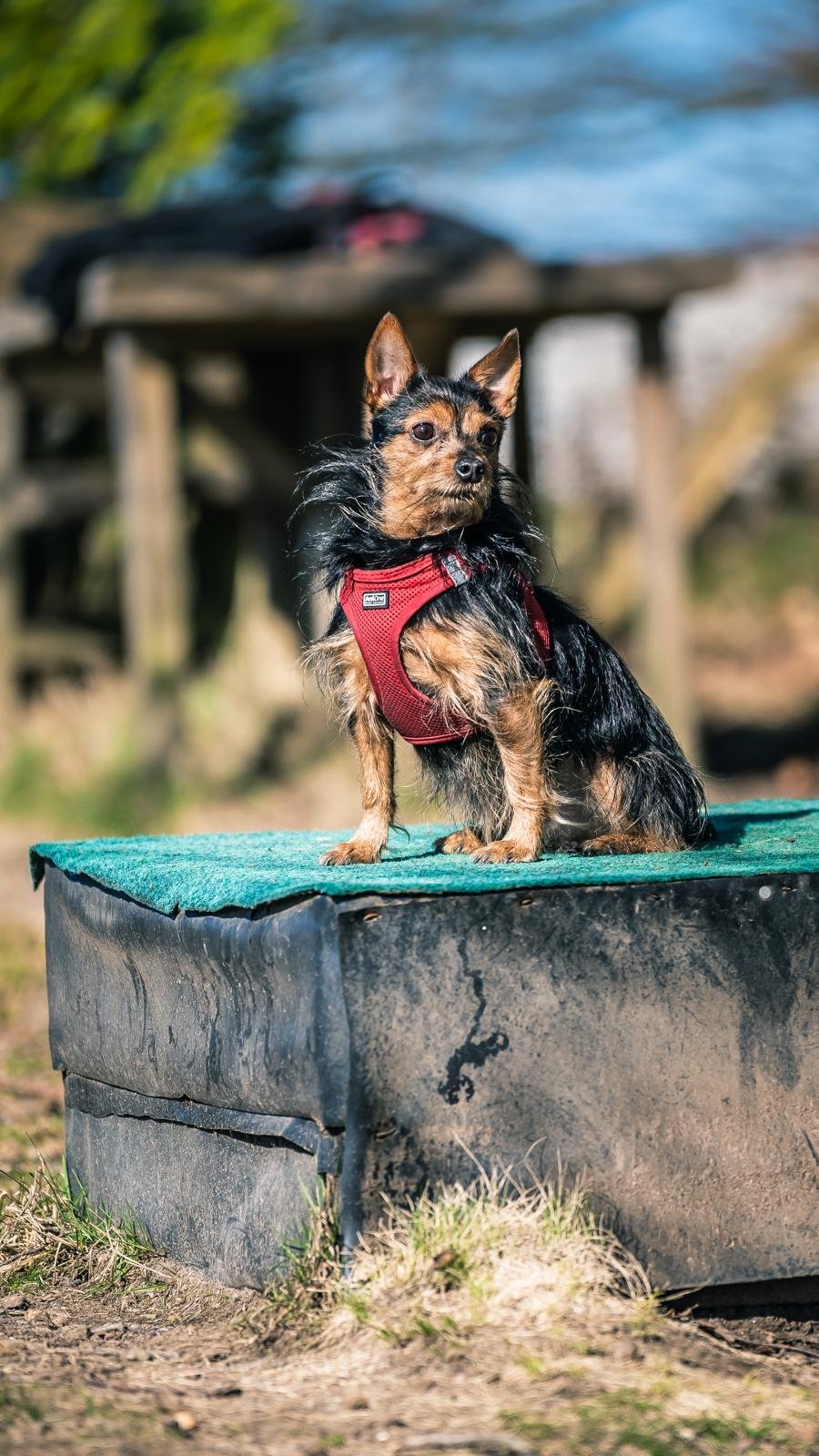 Kleiner Hund mit schwarzem und braunem Fell trägt rotes Geschirr und sitzt auf einer erhöhten Plattform im Freien, im Hintergrund Wasser und Bäume.