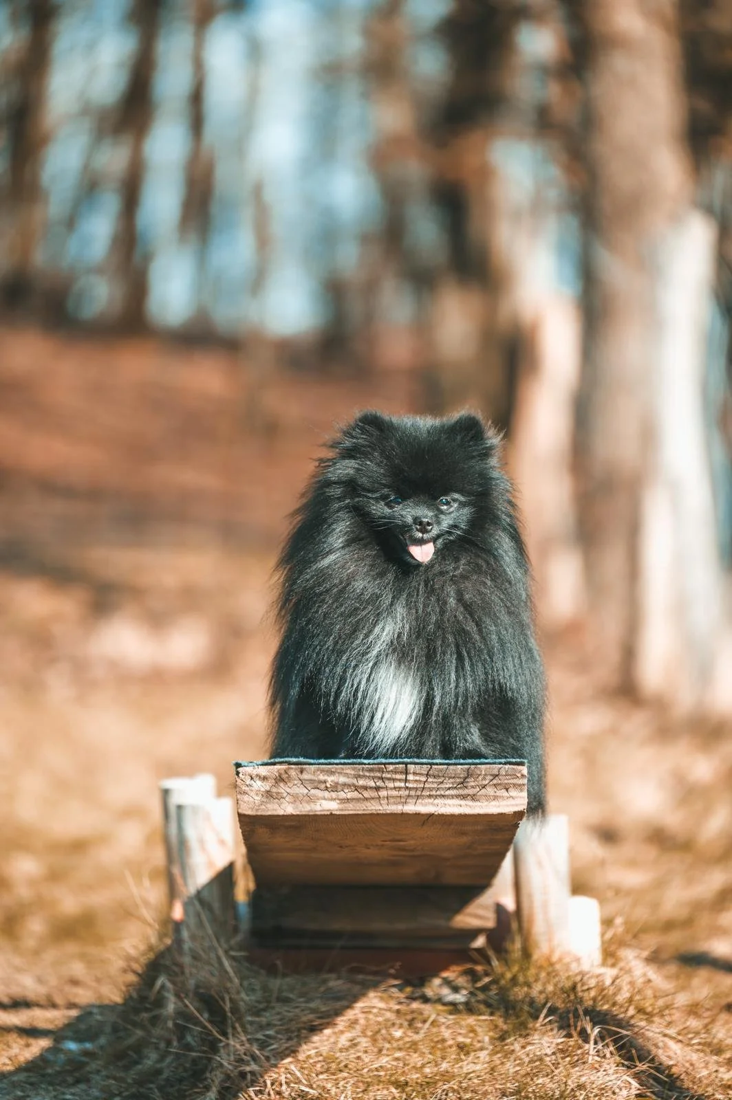 Ein niedlicher schwarzer Hund sitzt auf einem Holzbrett in einem Wald, umgeben von Bäumen im Hintergrund.