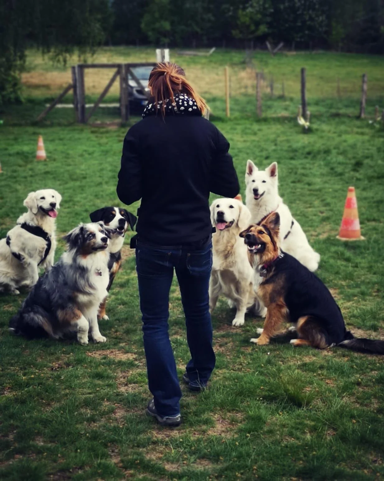Eine Person steht in der Mitte einer Gruppe von sieben Hunden auf einem grünen Feld, umgeben von Zäunen und Verkehrshütten im Hintergrund.