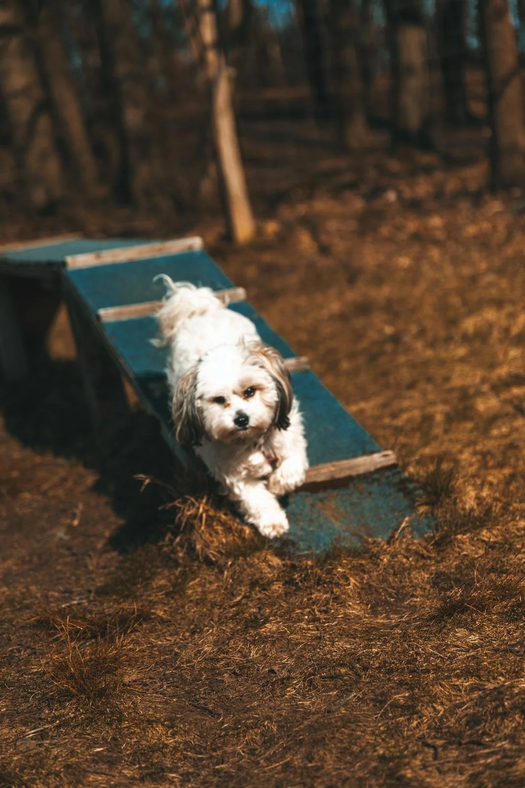 Kleiner weißer Hund läuft auf einem Holzsteg im Wald bei Sonnenuntergang.