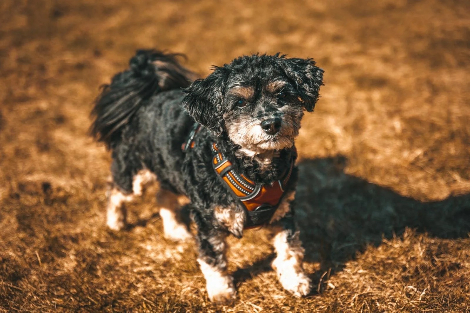 Kleine schwarze und weiße Hündin mit Locken, trägt ein orangefarbenes Geschirr, steht auf einem Feld mit braunem Gras im Sonnenlicht.
