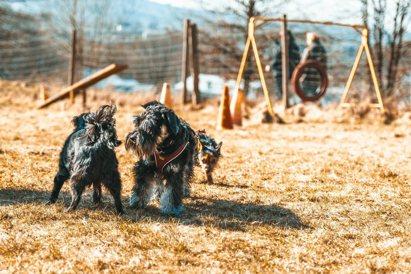Drei Hunde spielen im Freien auf einem grasbewachsenen Spielplatz mit Seilbrücke, Reifen und Balancierstange im Hintergrund. Zwei sind Schwarze, einer ist Braun mit schwarz. Es ist sonnig und die Bäume im Hintergrund sind kahl.