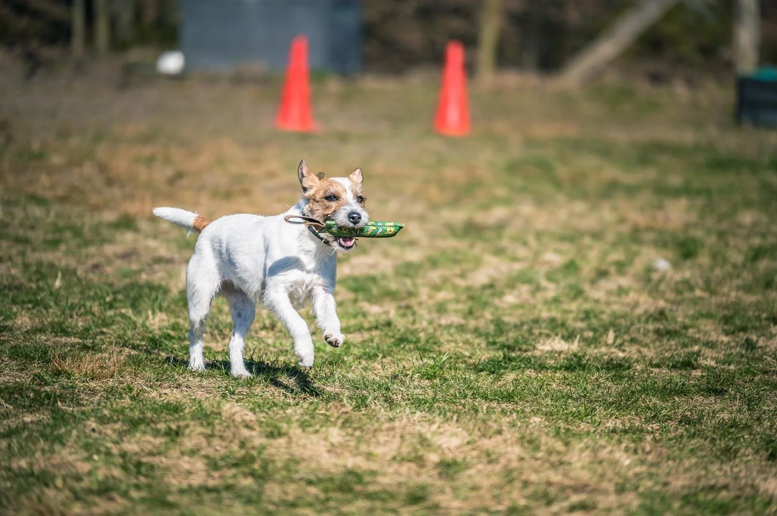 Ein spielender Hund mit einem grünen Spielzeug in einem offenen, grasbewachsenen Gelände. Im Hintergrund sind zwei orange Warnwenden sichtbar.