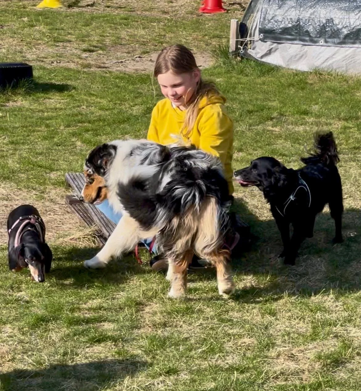 Ein Mädchen in gelber Jacke sitzt im Gras, umgeben von vier Hunden unterschiedlicher Rassen, an einem sonnigen Tag im Freien.